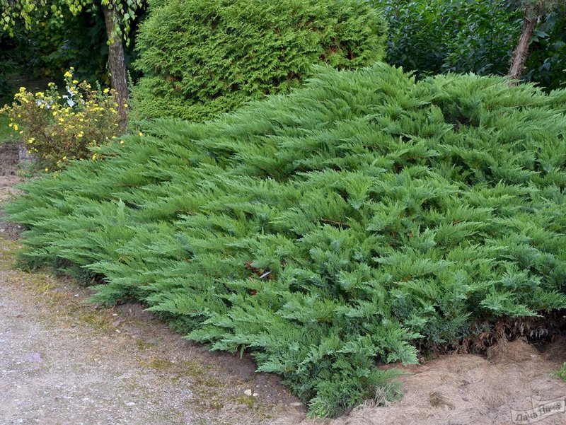 Можжевельник казацкий Juniperus Sabina “Tamariscifolia”