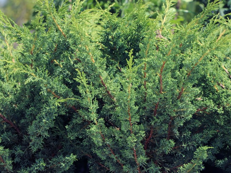 Можжевельник chinensis Blaauw