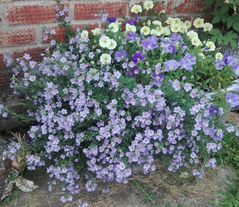 Бакопа Bacopa Gulliver Violet