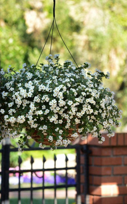Бакопа Gulliver Dynamic White