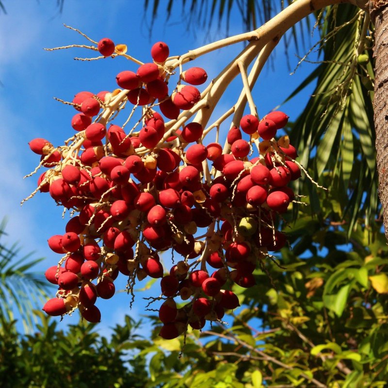 Bactris gasipaes