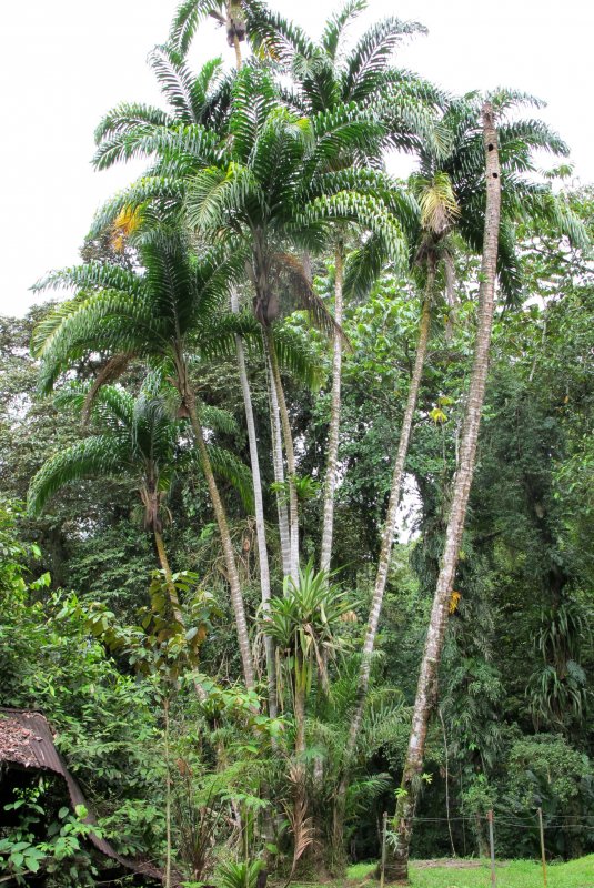Bactris gasipaes
