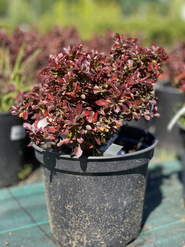 Барбарис Тунберга Atropurpurea