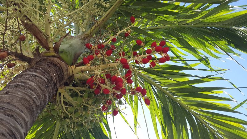 Bactris gasipaes