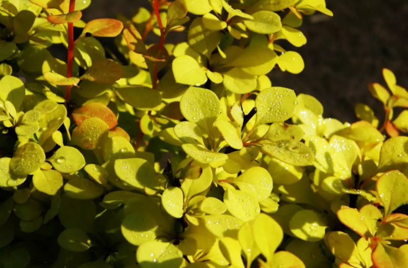 Барбарис Тунберга - Berberis thunbergii 'Aurea'