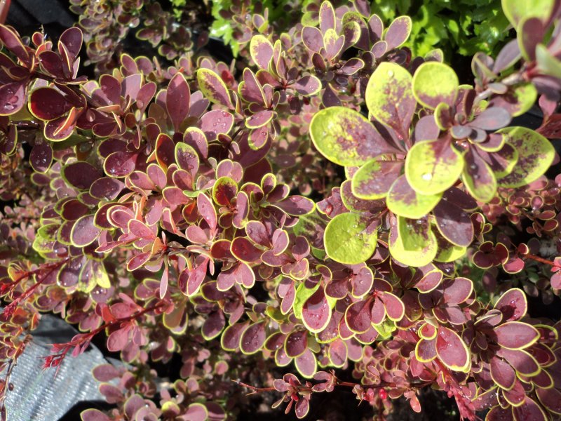 Барбарис Тунберга - Berberis thunbergii 'Coronita'