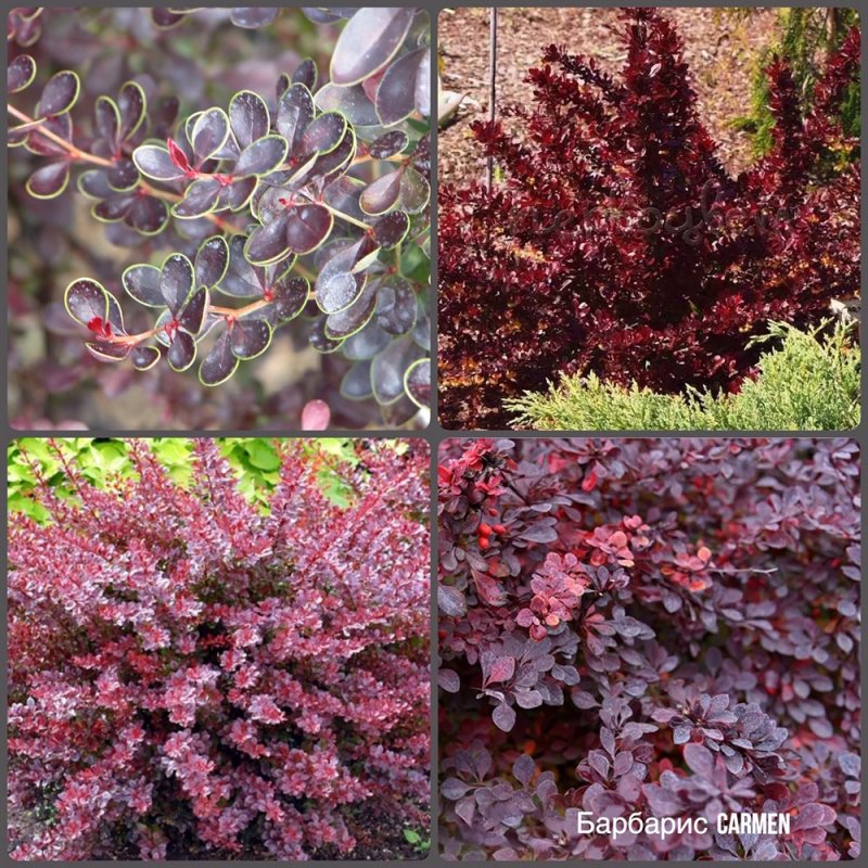 Berberis thunbergii Carmen