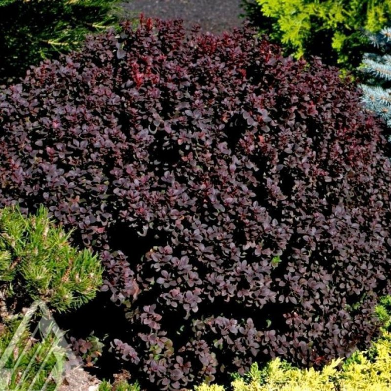 Барбарис Тунберга (Berberis thunbergii `Atropurpurea`)