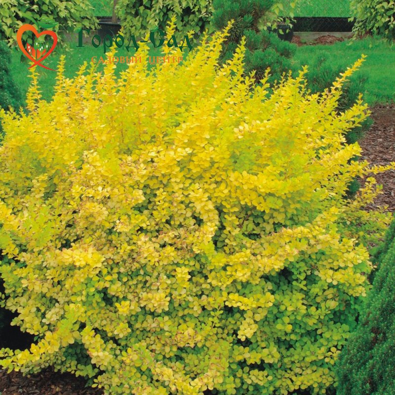 Барбарис Тунберга Ауреа Berberis thunbergii Aurea