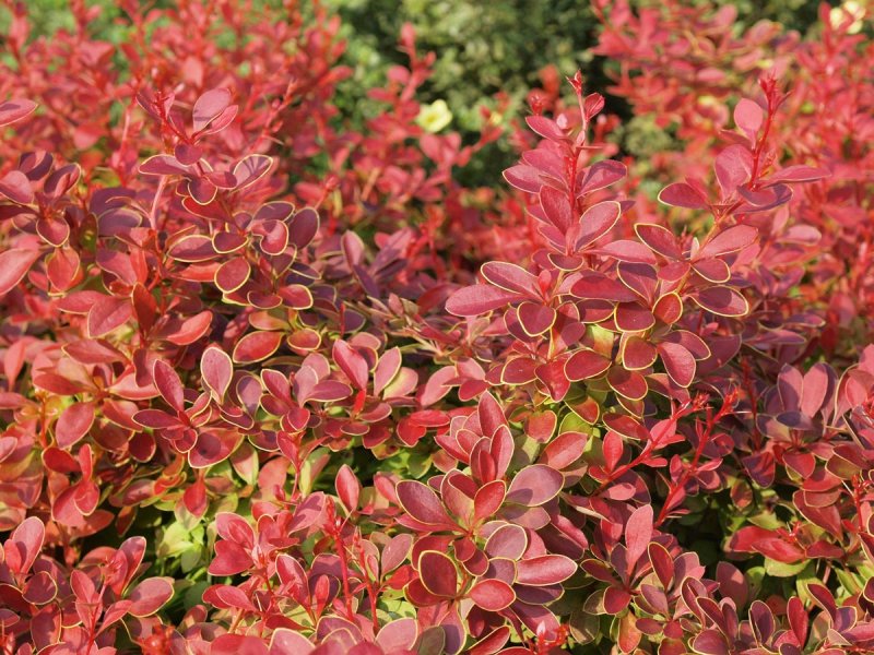 Барбарис Тунберга (Berberis thunbergii)