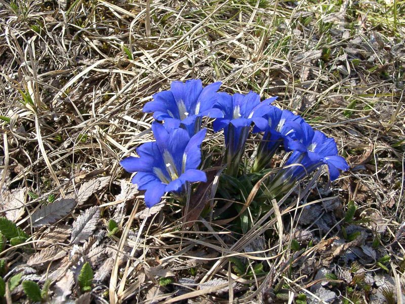 Горечавка Gentiana septemfida