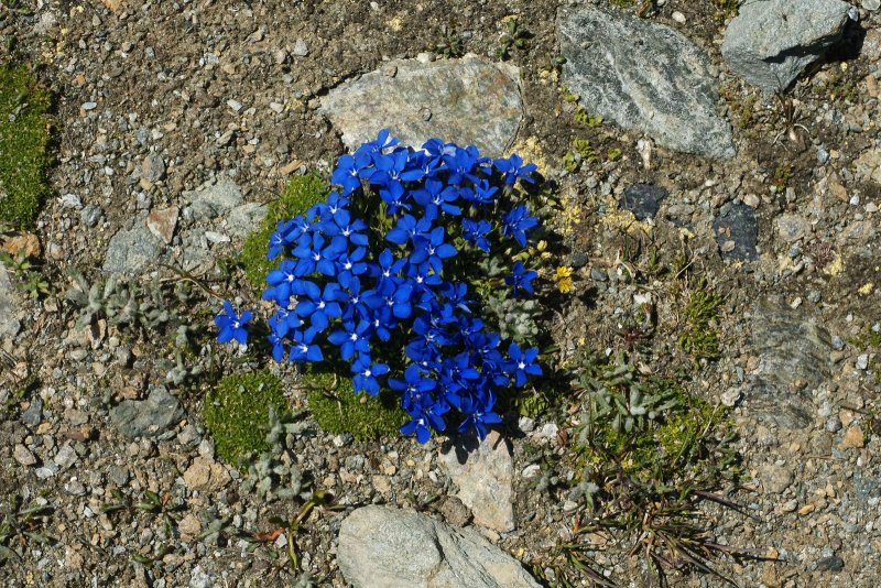 Gentiana Urnula