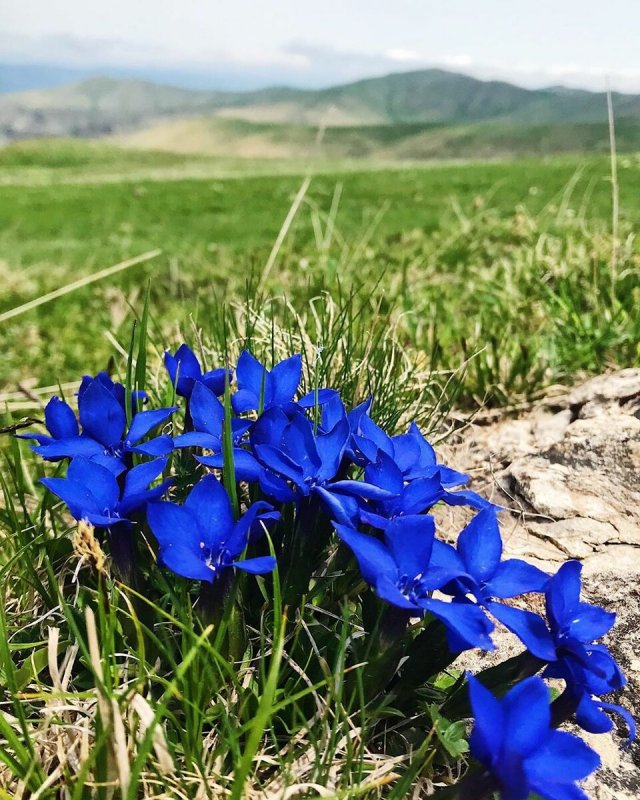 Горечавка Блю Стар