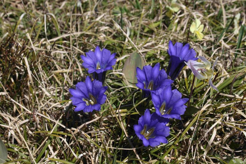 Горечавка урнула. Gentiana Urnula