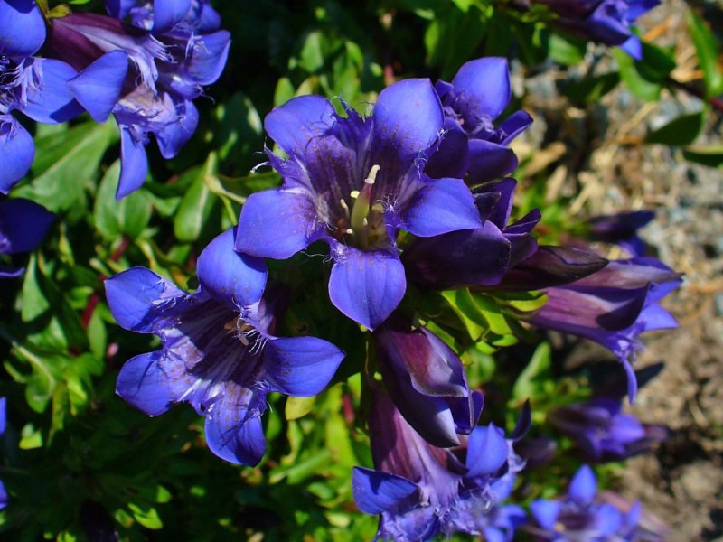 Gentiana nubigena