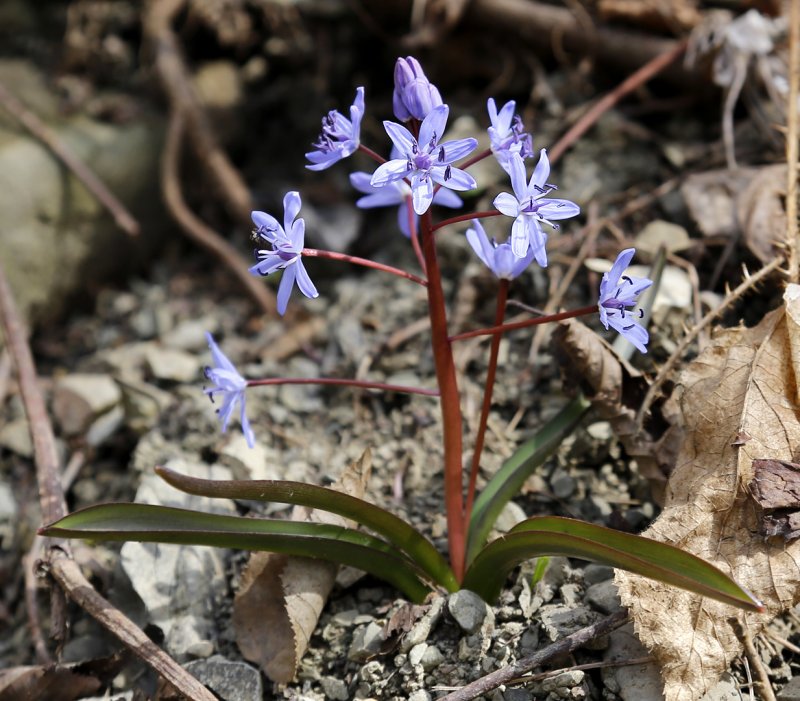 Сцилла bifolia rosea