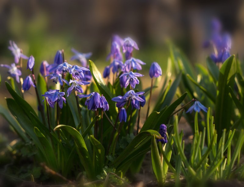 Scilla sibirica мегаспорогенез