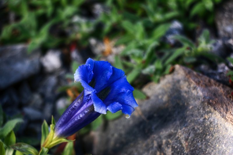 Gentiana orbicularis