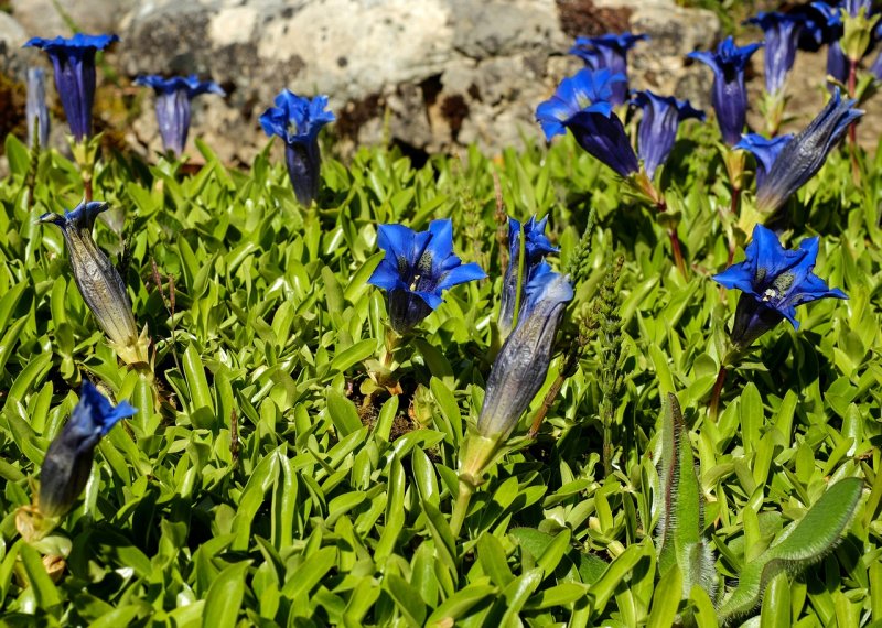 Горечавка округлая Gentiana orbicularis