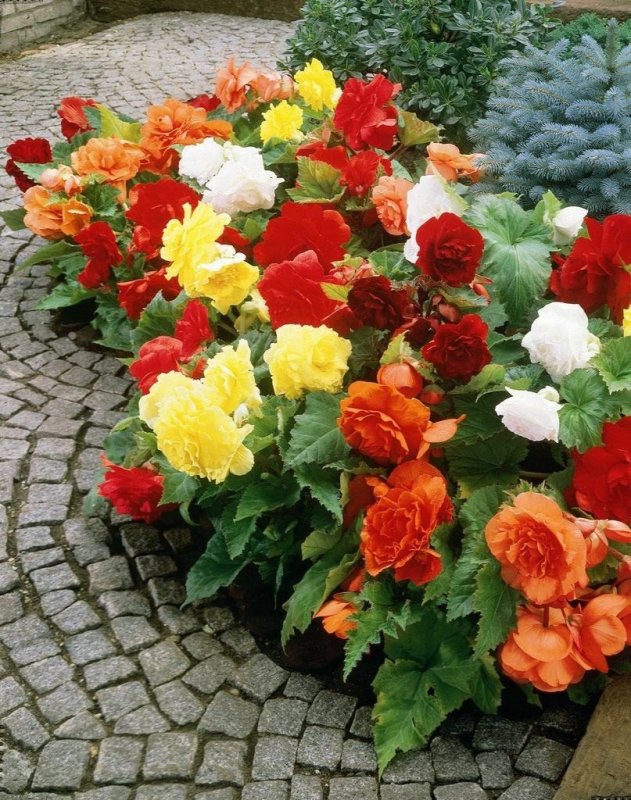 Вечноцветущая бегония (semperflorens)