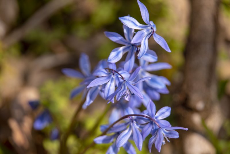 Подснежники Snowdrops