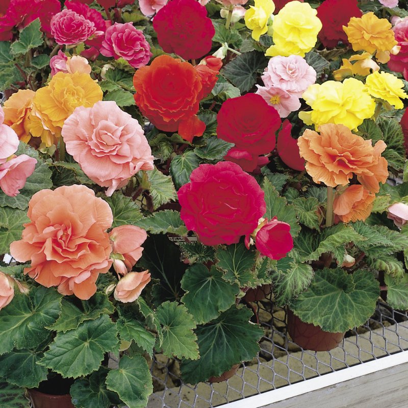 Бегония клубневая Begonia tuberhybrida