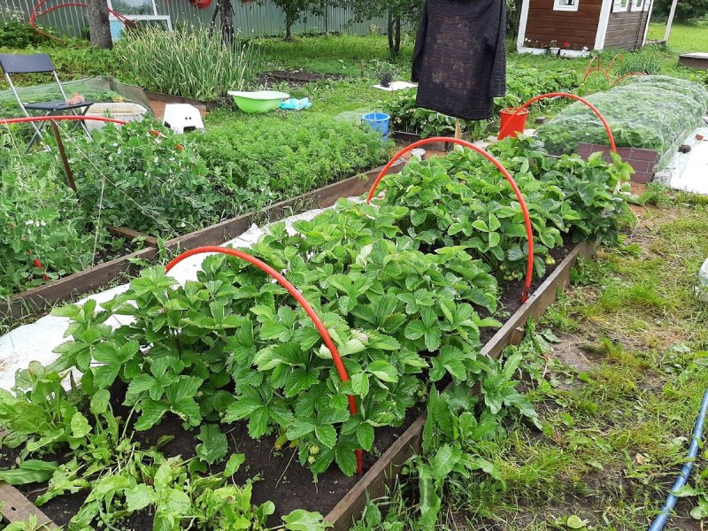 Красивые грядки с помидорами