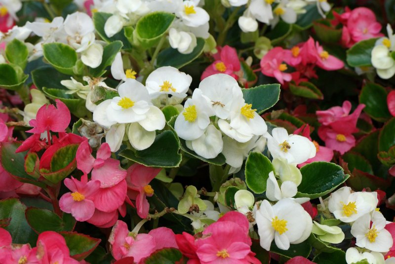Бегония semperflorens