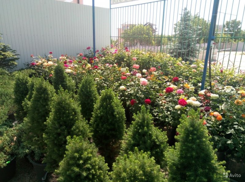 Роза Коника бордюрная