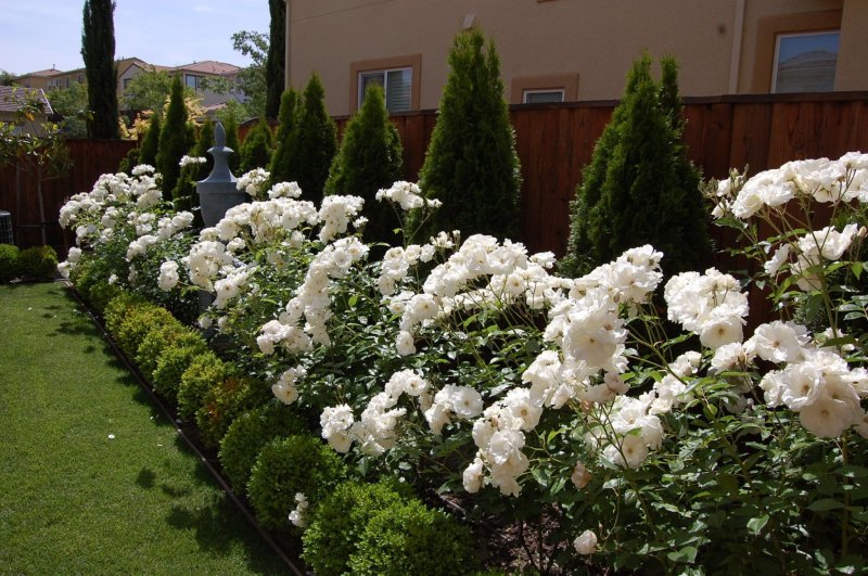 Туи и розы (74 фото)