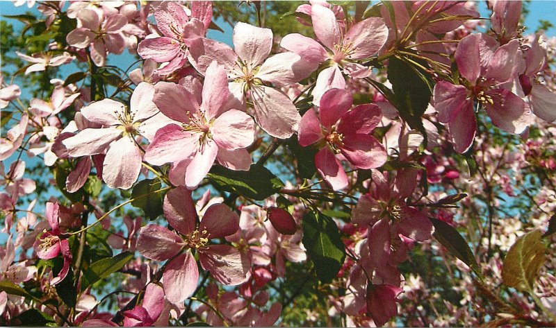 Яблоня Недзвецкого Malus niedzwetzkyana