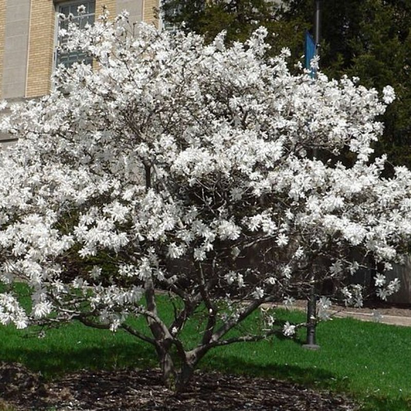 Магнолия звездчатая (Magnolia stellata)
