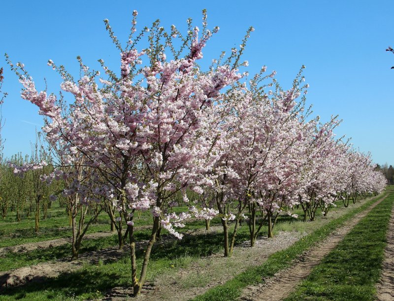 Вишня тамарис дерево