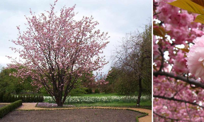 Вишня мелкопильчатая (Prunus serrulata "Kanzan")