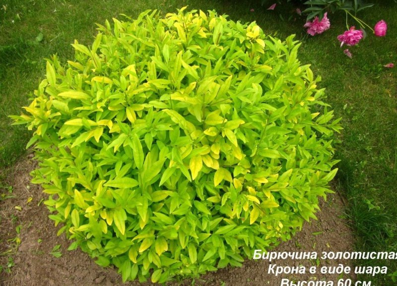 Бирючина овальнолистная Aureum