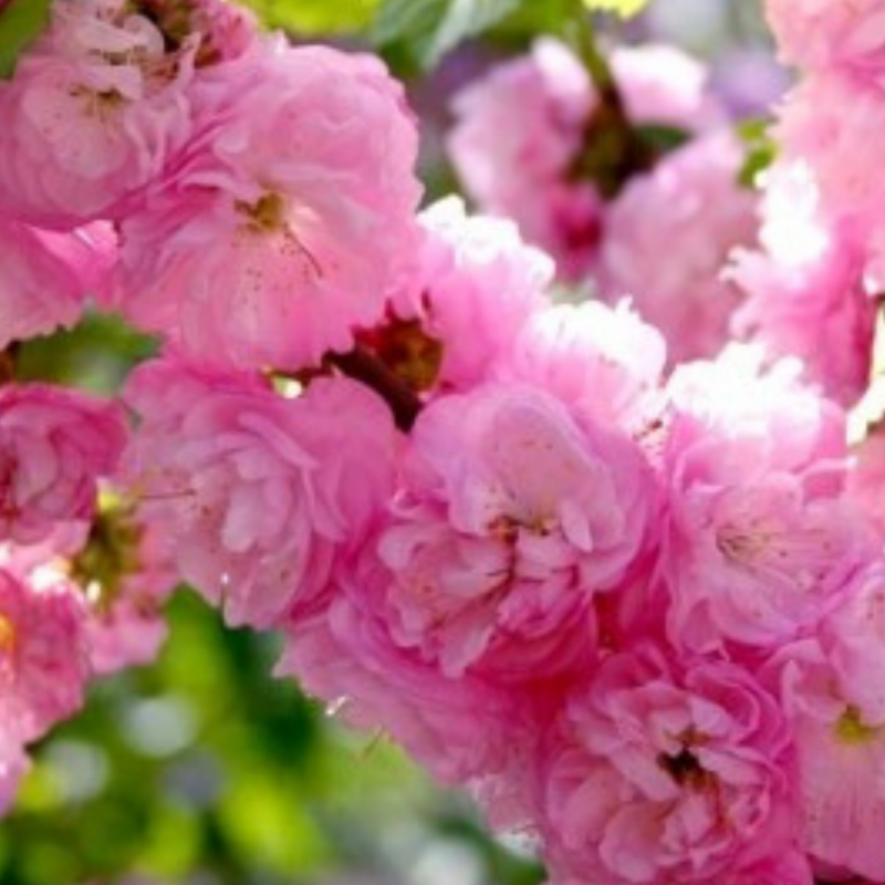 Миндаль трехлопастный луизеания_ Prunus_triloba_