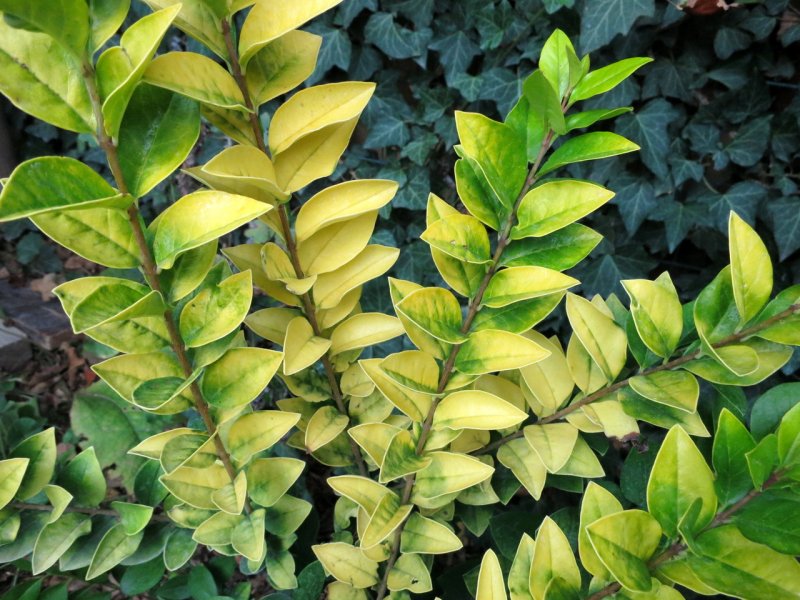 Бирючина обыкновенная Ligustrum vulgare 'Atrovirens