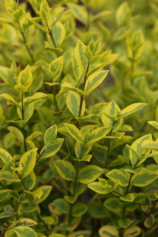 Ligustrum japonicum