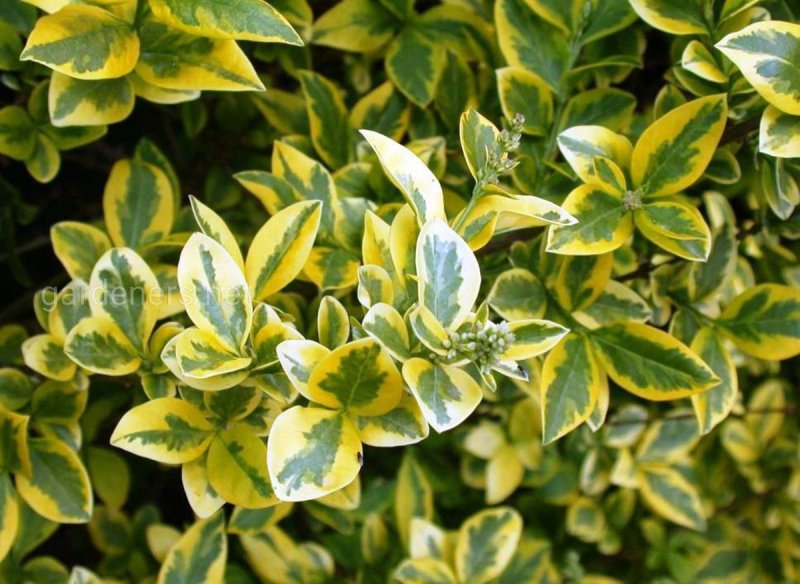 Ligustrum ovalifolium Aureum