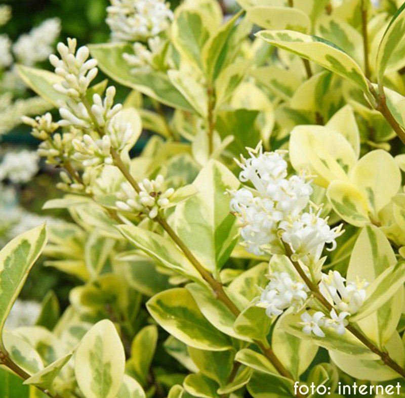 Бирючина овальнолистная Ауреум (Ligustrum ovalifolium Aureum