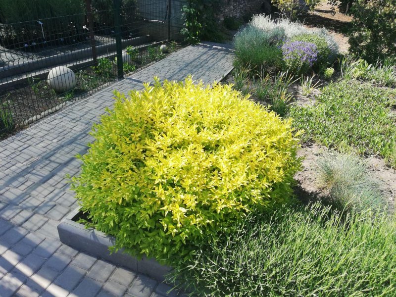 Бирючина овальнолистная Ауреум (Ligustrum ovalifolium Aureum