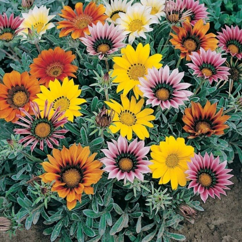Гацания жестковатая Gazania