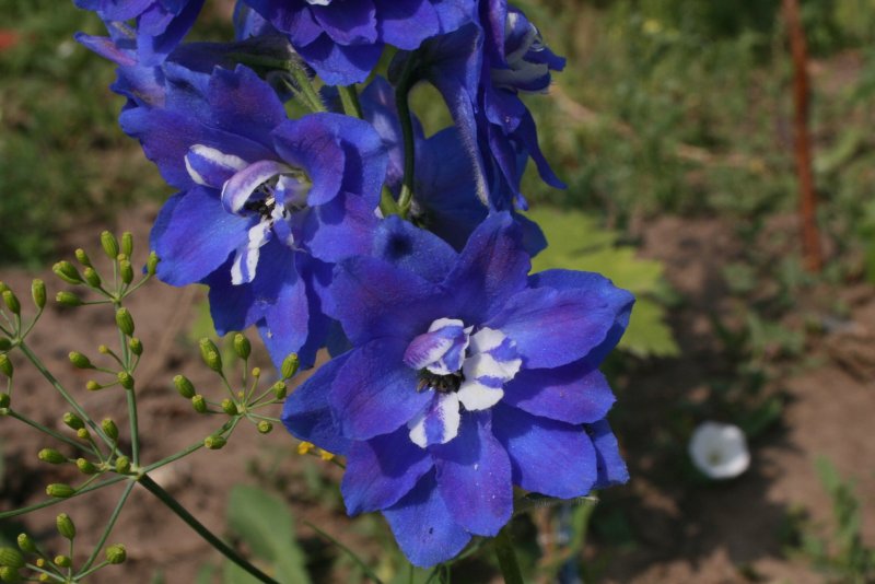 Delphinium Paradoxum