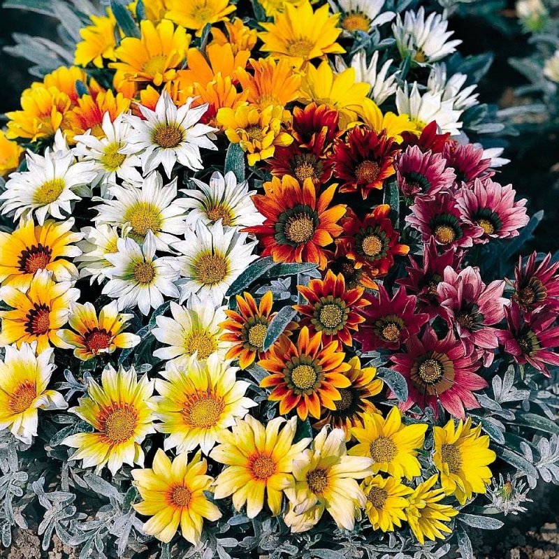 Гацания жестковатая Gazania