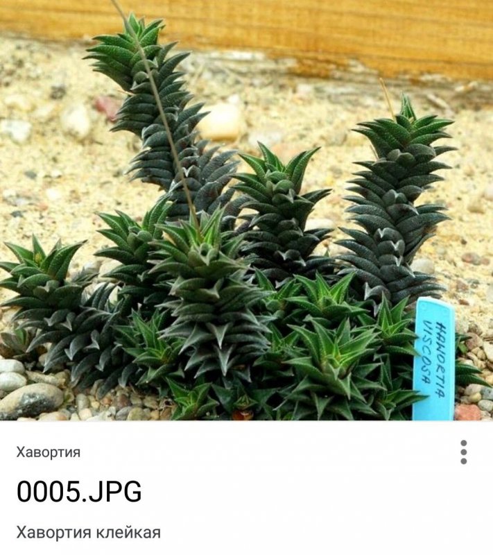 Haworthia Cassytha