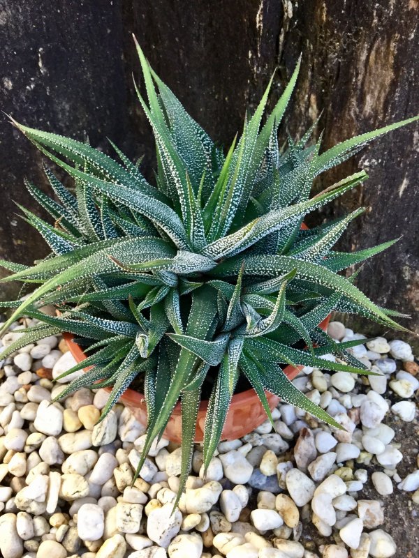 Хавортия Алдо 8/15 (Haworthia Aldo )