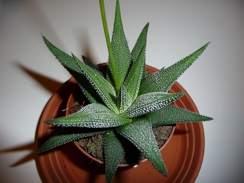 Haworthia Hybrid Bayer x emelyae m x componianaxspl