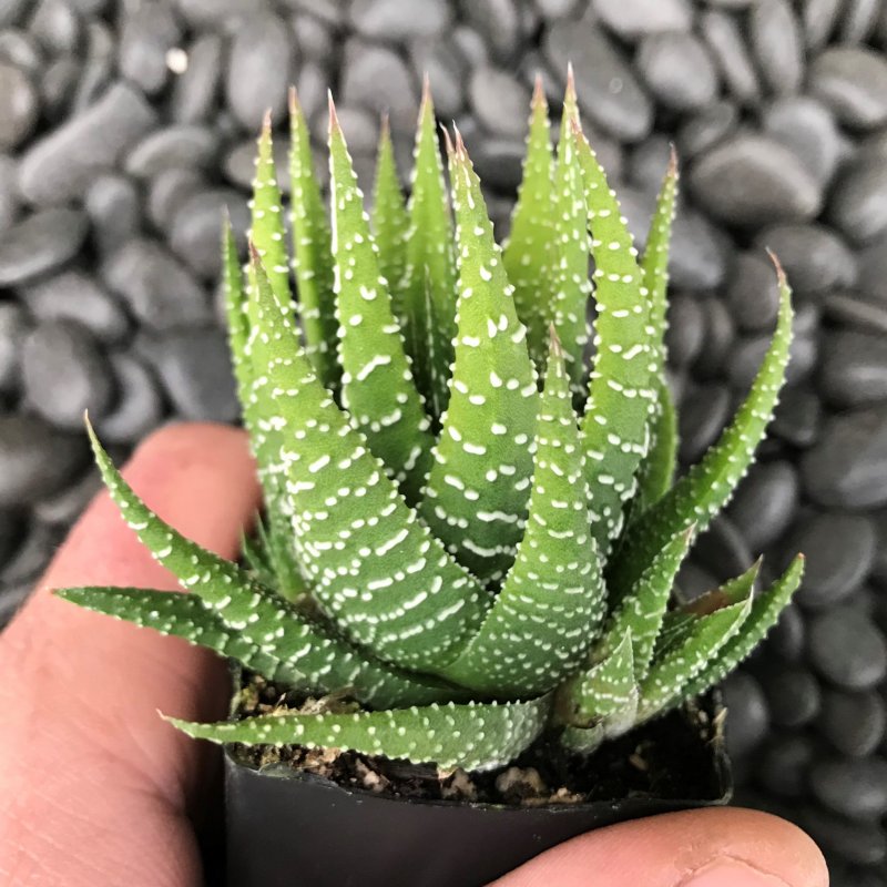 Neochilenia carneoflora