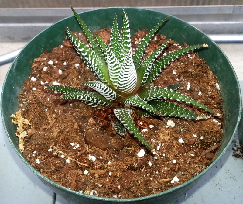 Haworthia cooperi Baker
