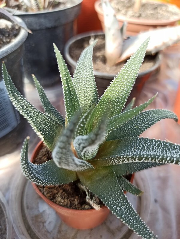 Хавортия pygmaea variegata